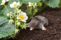Mole in the garden Royalty Free Stock Photo