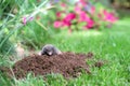 Mole in the garden Royalty Free Stock Photo