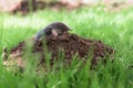 Mole in a garden Royalty Free Stock Photo