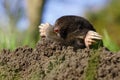 Mole peaking from molehill 2/2