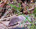 Mole Photo and Image. Close-up front view displaying small eye, nose, whiskers, paws in its environment and habitat surrounding