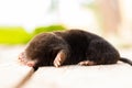 A mole on a pile of earth in the garden.The skin is black.Earth Dweller