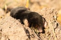 A mole on a pile of earth in the garden.The skin is black.Earth Dweller