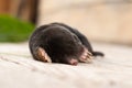 A mole on a pile of earth in the garden.The skin is black.Earth Dweller