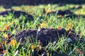 Mole pile or vole pile in autumn in a garden