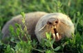 Mole rat Royalty Free Stock Photo