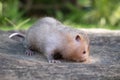 Mole rat or Large bamboo rat in the garden