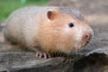 Mole rat or Large bamboo rat in the garden