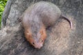 Mole rat or Large bamboo rat in the garden