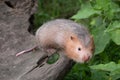 Mole rat or Large bamboo rat in the garden