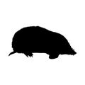 Mole-Rat Silhouette