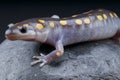 Mole salamander / Ambystoma maculatum