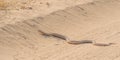 A Mole Snake in the Kalahari