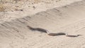 Mole Snake