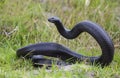 Mole Snake