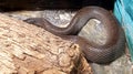 Mole snake in zoo