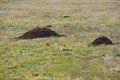 Mole, Talpa europaea, crawling out of brown molehill, green grass at backgrond. Royalty Free Stock Photo