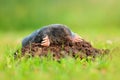 Mole, Talpa europaea, crawling out of brown molehill, green grass in background. Animal from garden. Mole in the nature habitat.