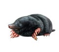 Mole Talpidae, insectivorous animal Royalty Free Stock Photo