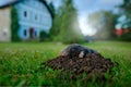 Mole, urban wildlife. Mole in garden with house in background. Mole, Talpa europaea, crawling out of brown molehill, green grass.