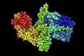 Molecular model of botulinum neurotoxin