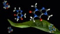 A molecular model of caffeine with tea leaves Royalty Free Stock Photo