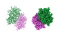 Molecular model of cathepsin F, a protein that in humans encoded by the CTSF gene. Rendering with differently colored