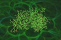 Molecular model of human fibroblast growth factor 20 dimer on green background. Rendering based on protein data bank