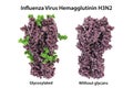 Molecular model of influenza virus hemagglutinin