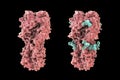 Molecular model of influenza virus hemagglutinin