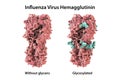 Molecular model of influenza virus hemagglutinin