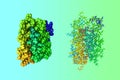 Molecular model of interferon alpha-2A, a recombinant interferon with antiviral and antitumor properties. Rendering