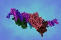 Molecular model of interferon regulating factor 3 bound to the interferon-beta enhancer. Rendering with differently