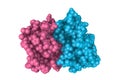 Molecular model of recombinant human interleukin-22, a cytokine that acts on non-hematopoietic cells. Rendering with