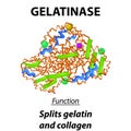 Molecular structural chemical formula gelatinase. Functions of the enzyme of the digestive tract gelatinase. Cleaves