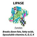 Molecular structural chemical formula Lipase. Functions of the enzyme digestive tract lipase. Breaks down fats, fatty