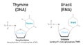 Molecular structure differences between thymine and Uracil. educational graphic illustration Royalty Free Stock Photo