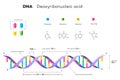 Molecular Structure Of DNA. Infographic Educational Vector Illustration Royalty Free Stock Photo