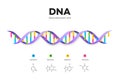 Molecular Structure Of DNA. Infographic Educational Vector Illustration