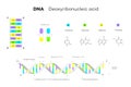 Molecular Structure Of DNA. Infographic Educational Vector Illustration