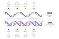 Molecular Structure Of DNA and RNA. Infographic Educational Vector Illustration