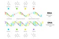 Molecular Structure Of DNA and RNA. Infographic Educational Vector Illustration