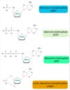 Molecular Structures of Adenosine Monophosphate, Diphosphate, Triphosphate, and Cyclic AMP. Medical Infographic Vector Royalty Free Stock Photo