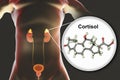 Molecule of cortisol hormone and adrenal gland Royalty Free Stock Photo