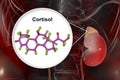 Molecule of cortisol hormone and adrenal gland