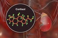 Molecule of cortisol hormone and adrenal gland