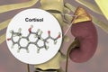 Molecule of cortisol hormone and adrenal gland
