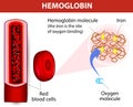 Molecule haemoglobin