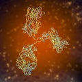 Molecule of immunoglobulin antibody, 3D illustration