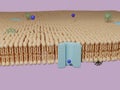 Molecule passing through a protein channel and virus passing through a lipid bilayer cell membrane